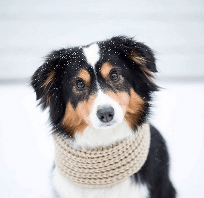infinity oatmeal dog scarf by Fab Dog