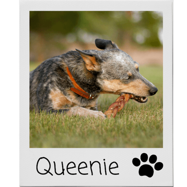 Queenie the dog and her bully stick