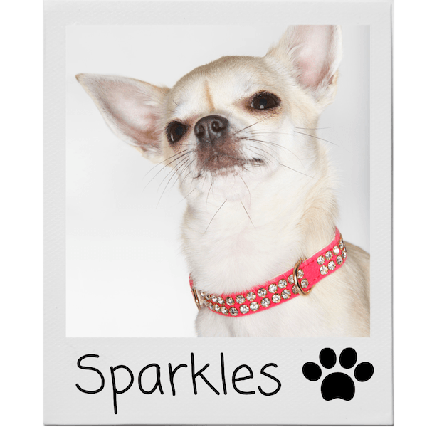Sparkles dog collar